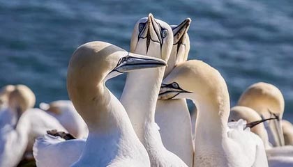 怎么扑救原油和重油？