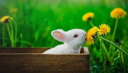 WTI原油期货跌破70美元关口 市场焦点转向OPEC+产量计划和需求面疲软