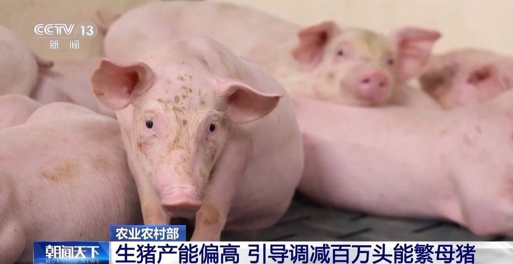 “二师兄”的身价要稳住 猪企开始给猪“减肥”了→