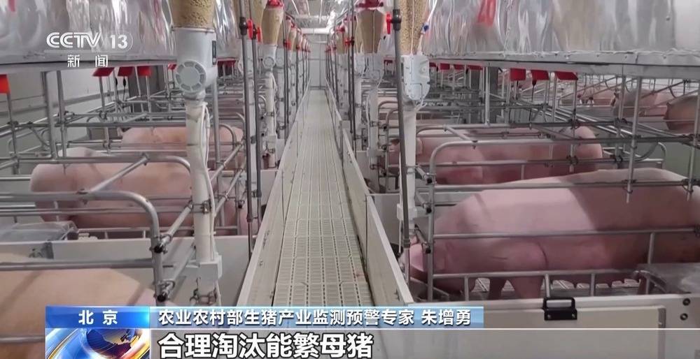 “二师兄”的身价要稳住 猪企开始给猪“减肥”了→