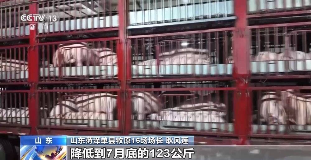 “二师兄”的身价要稳住 猪企开始给猪“减肥”了→