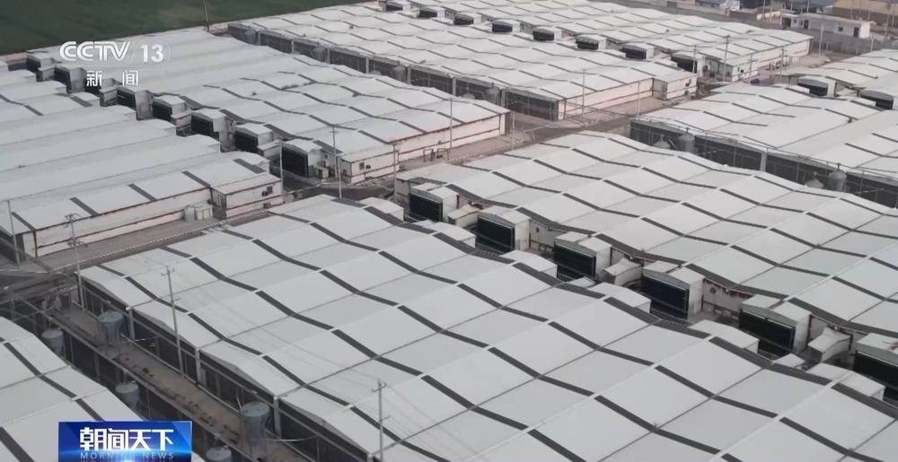 “二师兄”的身价要稳住 猪企开始给猪“减肥”了→