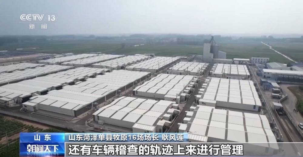 “二师兄”的身价要稳住 猪企开始给猪“减肥”了→