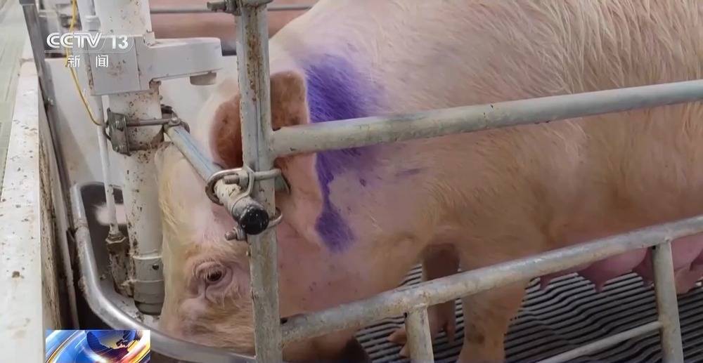 “二师兄”的身价要稳住 猪企开始给猪“减肥”了→