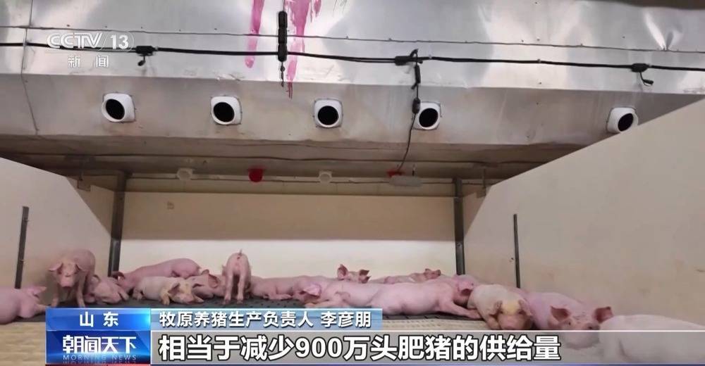 “二师兄”的身价要稳住 猪企开始给猪“减肥”了→