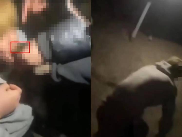 16岁男生遭多人欺辱殴打，被逼跪地爬行学狗叫，警方：社会青年之间矛盾引起，已立案调查