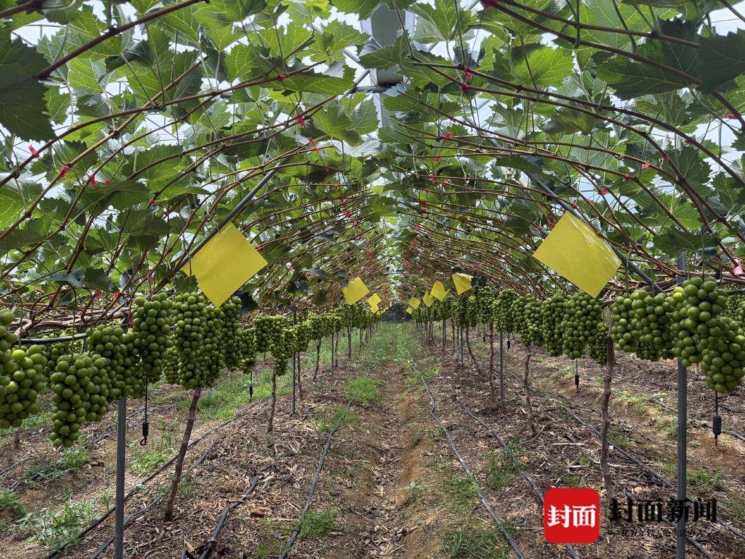 从300元一斤到9.9元“嫌贵” 大凉山“阳光玫瑰”为何身价暴跌？