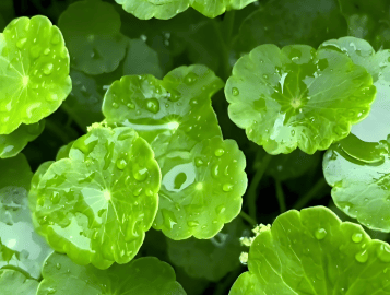 晴雨交替,气温适宜