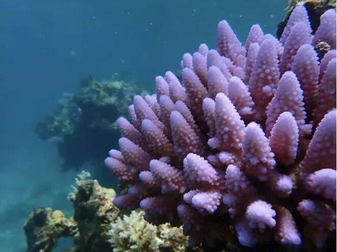 权威解读：为何建立黄岩岛国家级自然保护区？