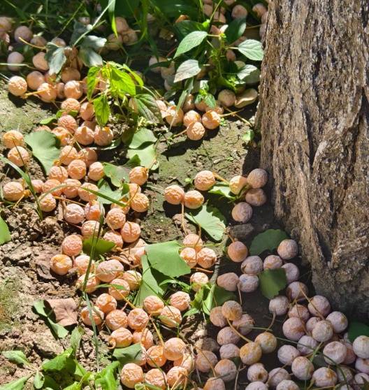 不要捡！不要吃！南京街头正出现