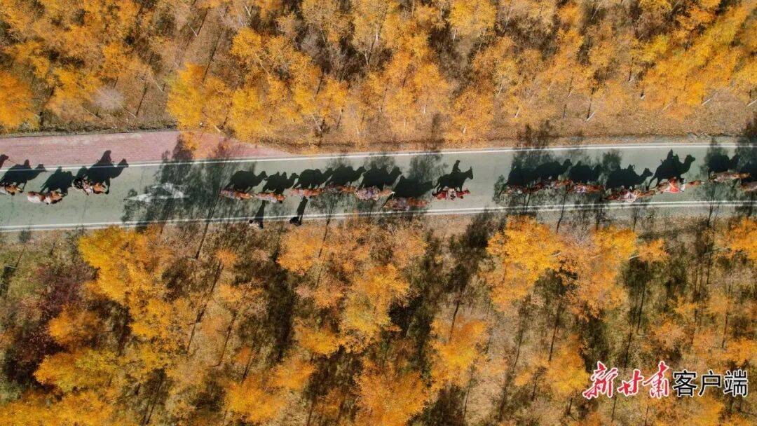 张掖甘州区：悠悠驼铃话丝路