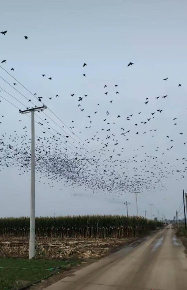 河北等多地天空现密集鸟群，网友担心是灾害预兆，当地称未收到相关预警，专家解读